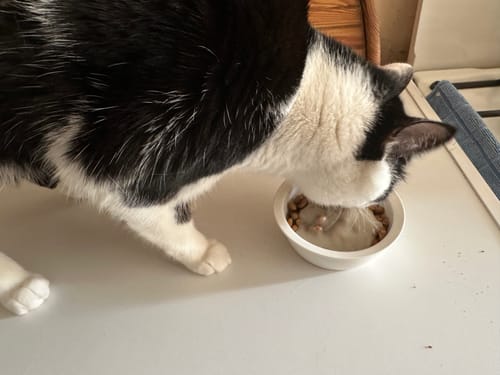 Customer photo review of Pack de sauces multisaveurs (Chat adulte)