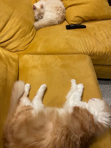 undefined review of Diffusore Calmante per Gatti image 1 out of 2