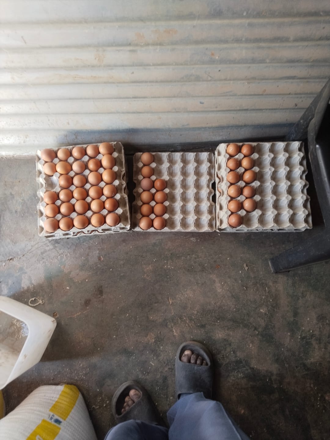 Customer photo review of Avi Plus Layer & Breeder (Supplement For Poultry, Ostriches, Emus & Pigeons)