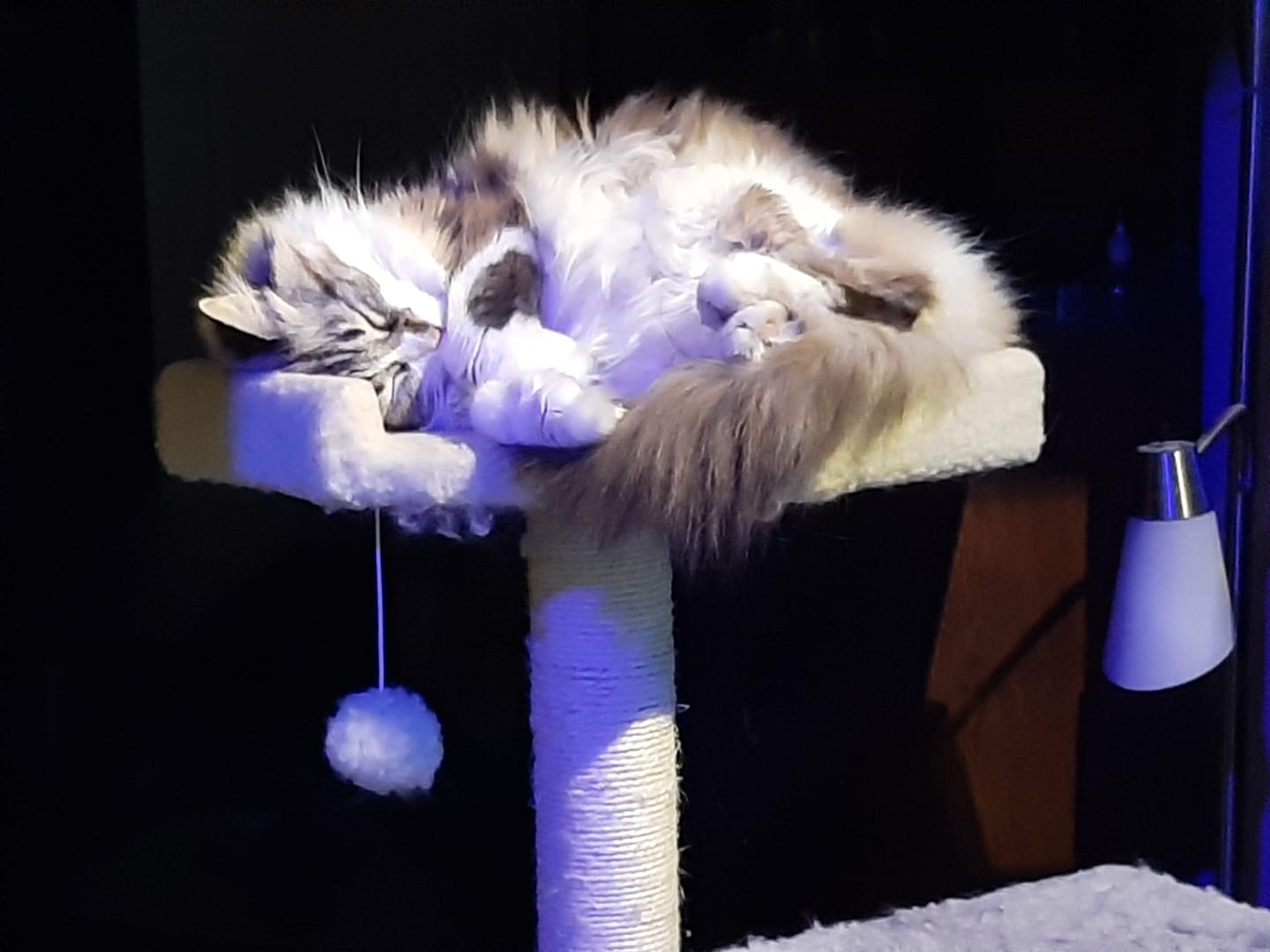 Customer photo review of Cat Dental Care & Bad Breath Remedy