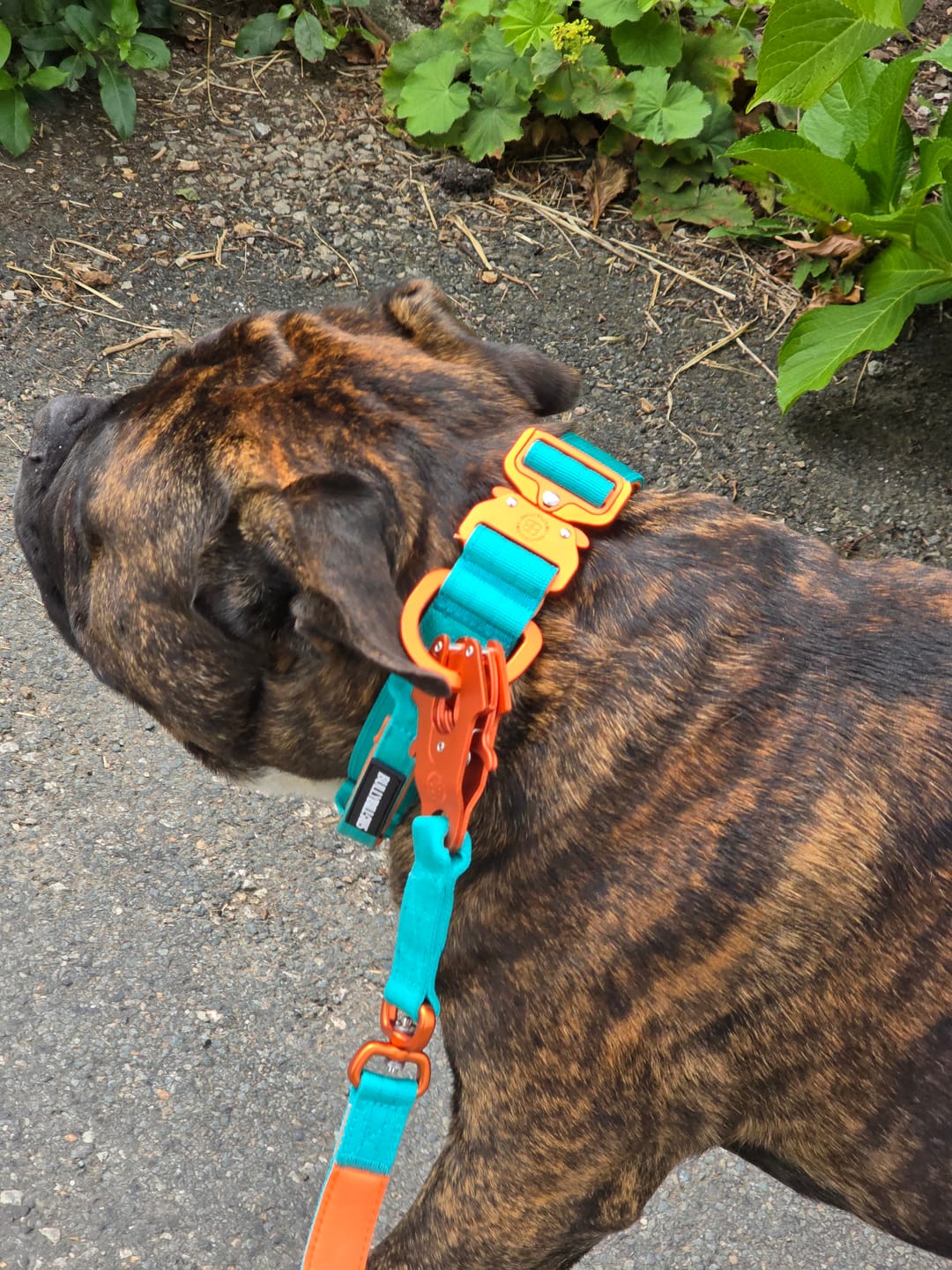 Customer photo review of 4cm LIGHTER Combat® Collar | Handle Rated Clip - Turquoise & Orange