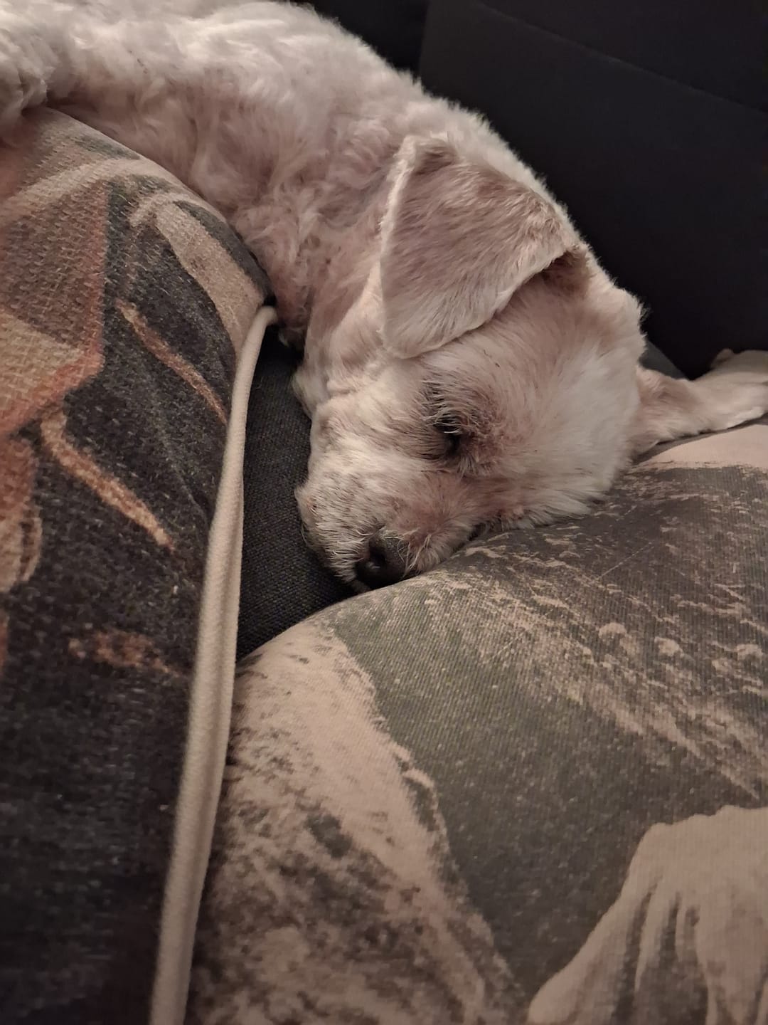 Customer photo review of Royal Canin Gastrointestinal Low Fat + Hydrolyzed Protein Dry Dog Food