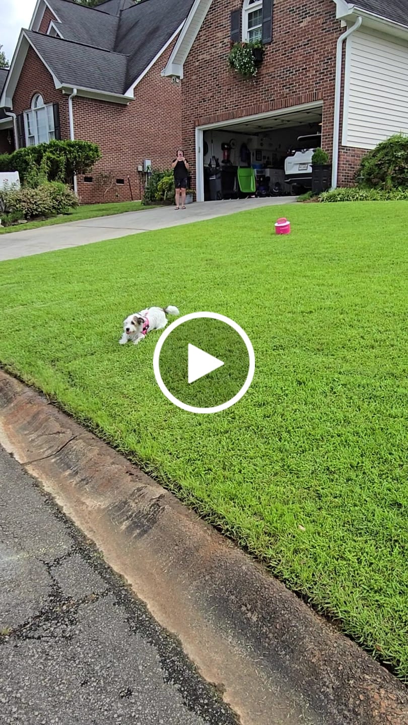 Customer video review of Pup Stack