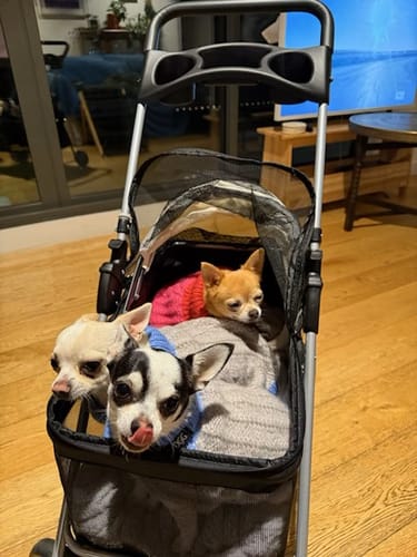 Customer photo review of Pawz Compact & Comfortable Pet Stroller