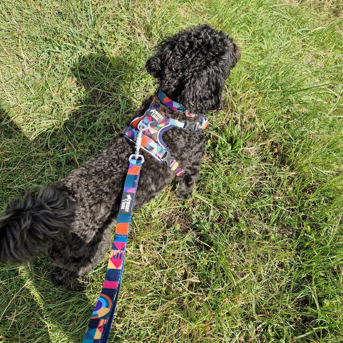 Customer photo review of Core Collar