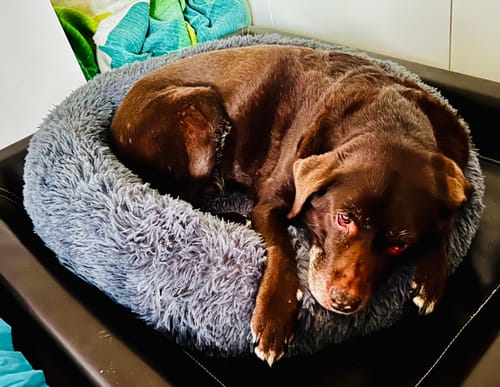 Customer photo review of Puppery Hundebett Wolke 7 - Das Original