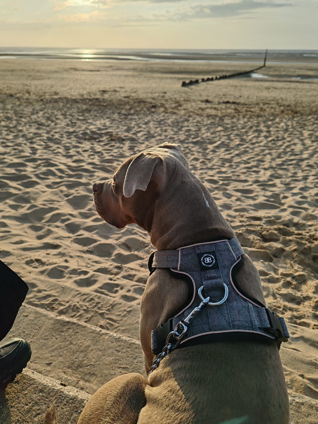 Customer photo review of Premium Comfort Herringbone Harness | Non Restrictive - Stone Grey