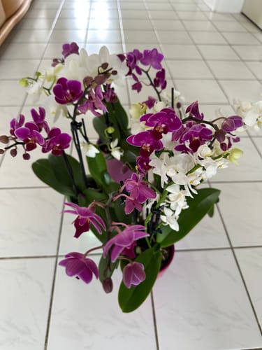 Customer photo review of Cocktail Orchideen im 2er Set mit 3+ Rispen inkl. Keramik