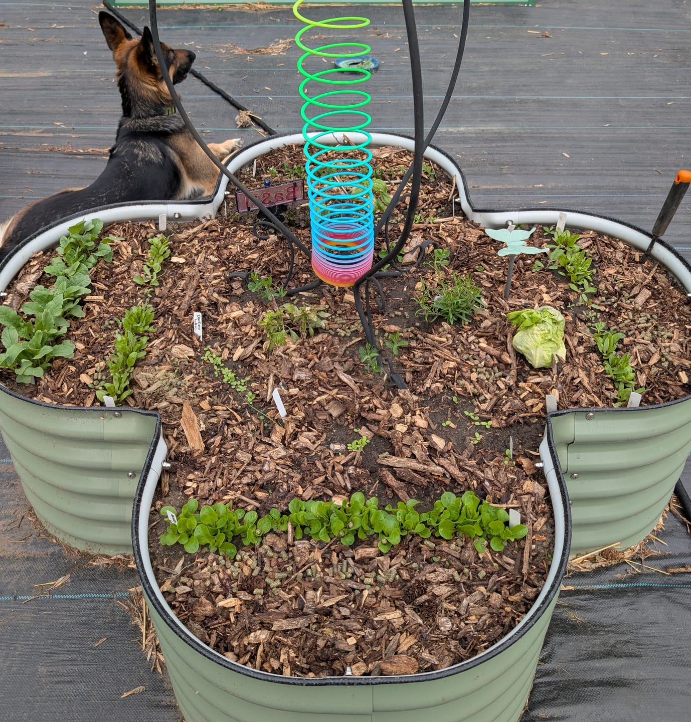 Customer photo review of 17" Tall Four Leaf Clover