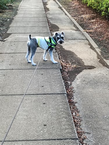 Customer photo review of FunFunPet 高機能ハーネス（お名前タグ作成サービス付き）