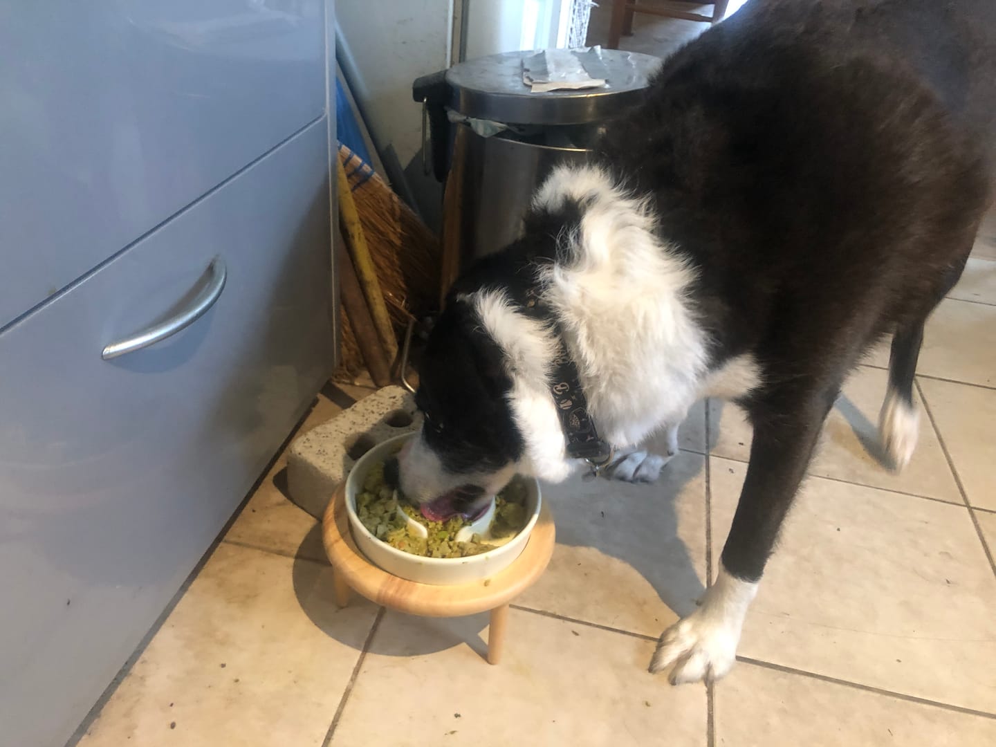 Customer photo review of Ceramic Slow Feeder Pet Bowl for Dogs and Cats