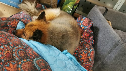Customer photo review of CoolingMat - Hundekühlmatte