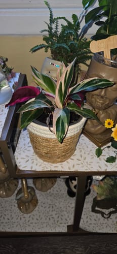 Customer photo review of Stromanthe thalia 'Triostar'