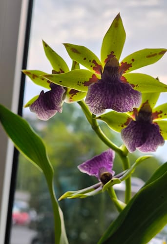 Customer photo review of Duftorchidee Zygopetalum Impasto green