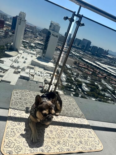 Customer photo review of Potty Buddy™ - The Durable Leak-Free Potty Pad