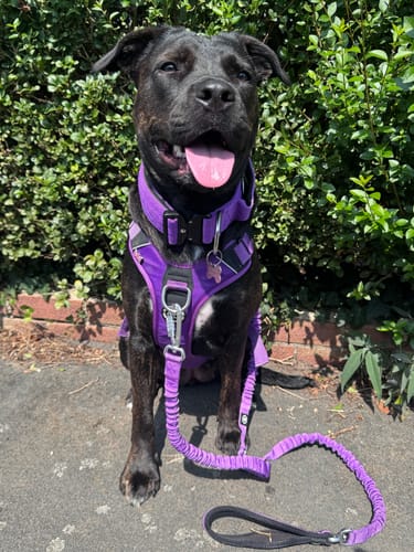 Della S. review of Anti Pull Hurricane Harness - With Handle - Purple image 1 out of 1