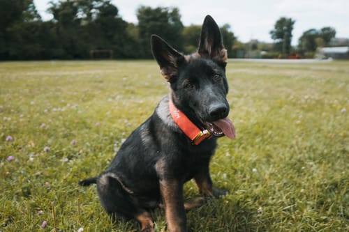 Customer photo review of 2" Tacti Luxe Dog Collar - Gold Cognac