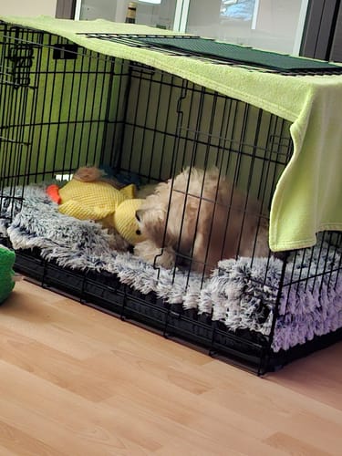 Customer photo review of Anti-Stress Ente