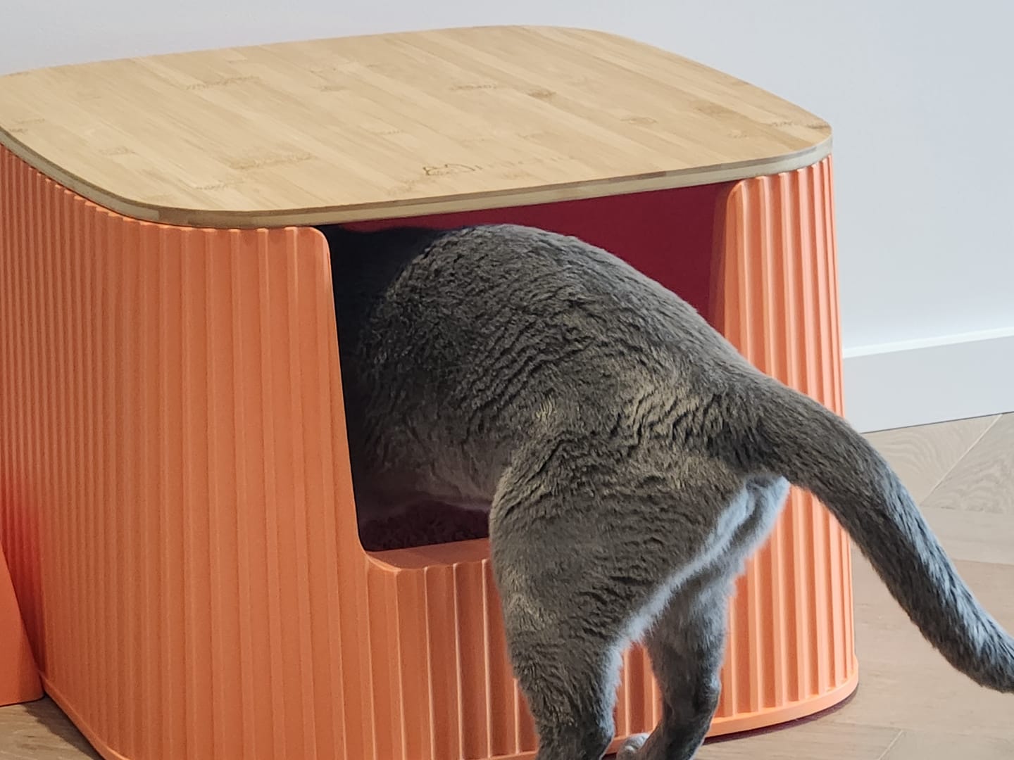 Customer photo review of Michu XXL Coral Deluxe Cat Litter Box - Spacious Design - Pre Order