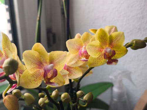 Customer photo review of Table Dance Pereira mit gelb-gepunkteten Blüten und 2+ Rispen