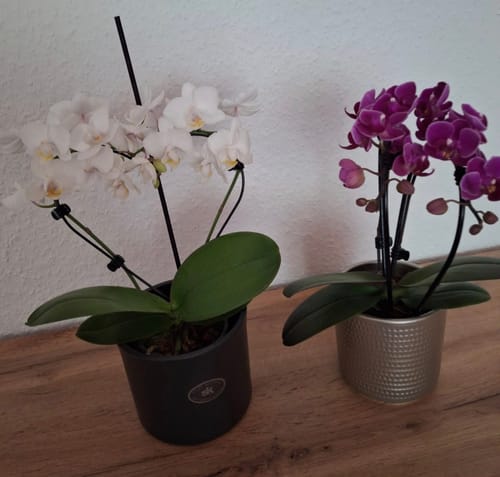 Customer photo review of Table Dance Herzform mit weißen Blüten inkl. Keramiktopf Champagner