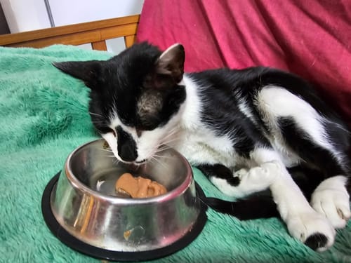 undefined review of Snack Funcional Cremoso Para Gatos - (5 Snacks De 15g Por Sobre) image 1 out of 1