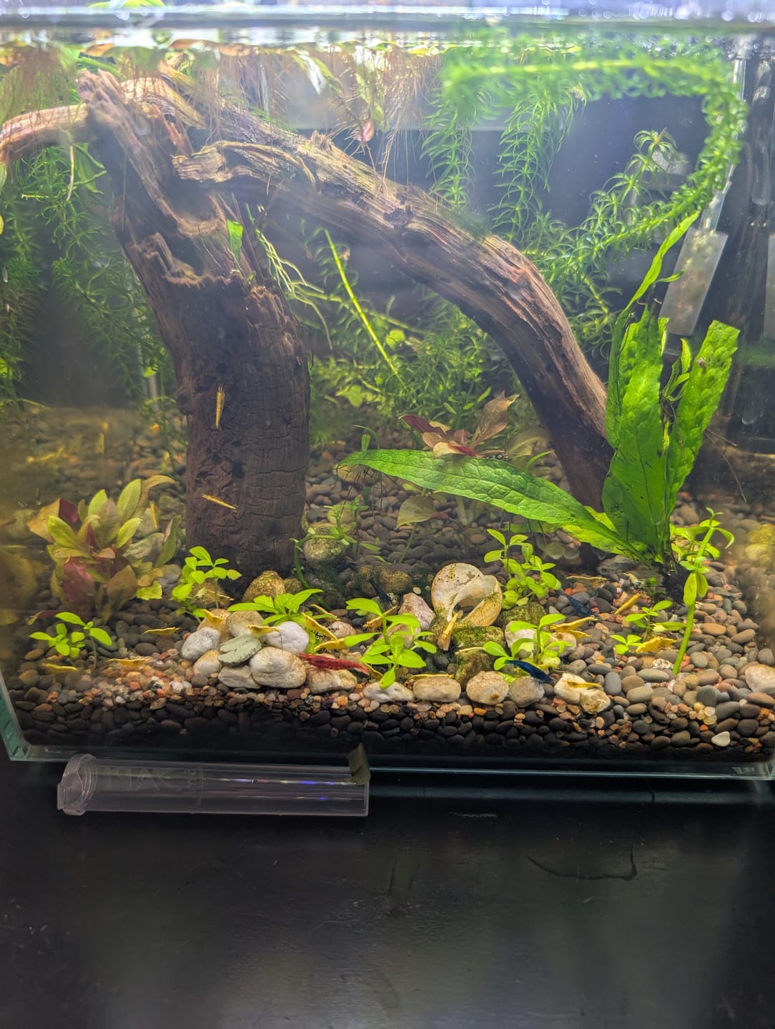 Customer photo review of Crystal Black Shrimp