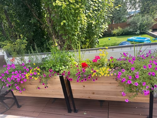 Customer photo review of 18" x 36" Raised Garden Bed - 30" TALL