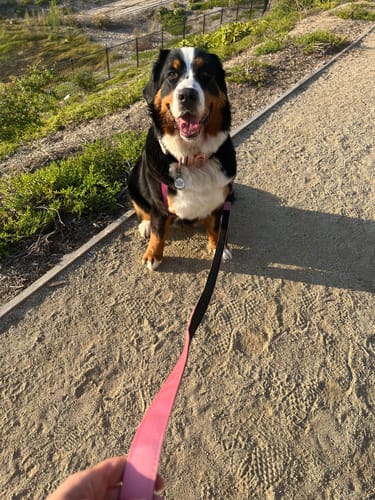Customer photo review of Tacti Dog Leash - Rose