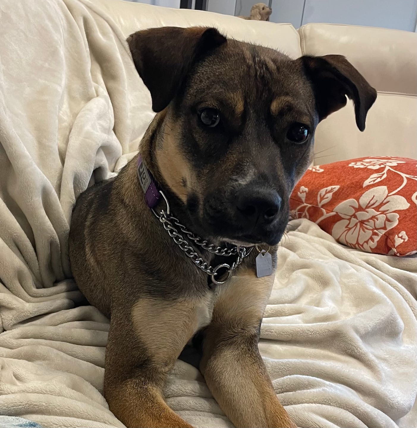 Customer photo review of 12 Inch Standard Braided Bully Stick