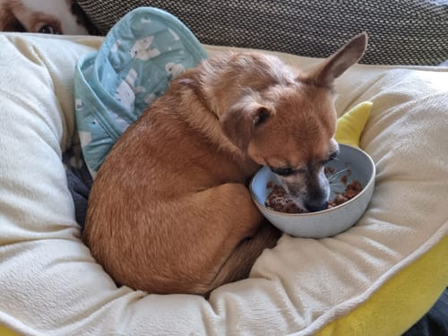 Customer photo review of Frischfutter für Energiebedarf von 276 kCal/Tag