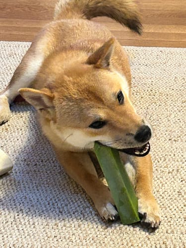 Customer photo review of 4-Stick Yak Chew Pack – Mint, Banana, Strawberry & Pumpkin