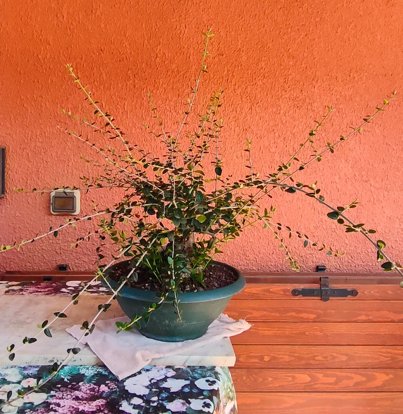 Customer photo review of CURA TOTALE PACK