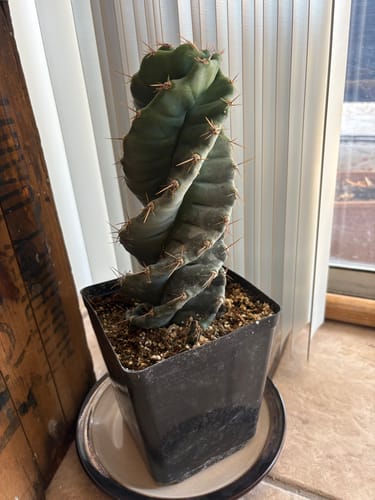 Customer photo review of Cereus forbesii Spiralis | Spiral Cactus