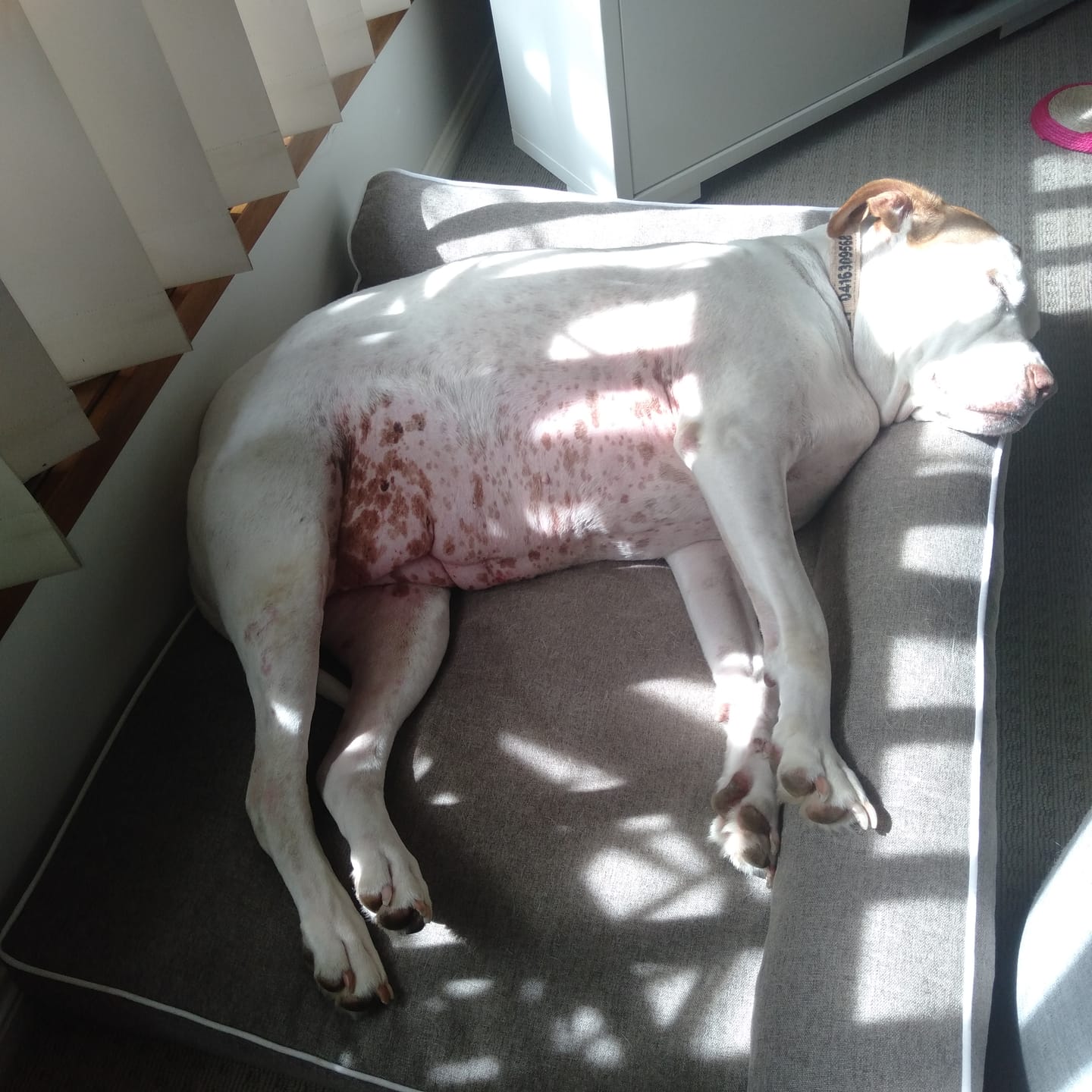 Customer photo review of Pawz Orthopedic Pet Bed Memory Foam With Cooling Gel