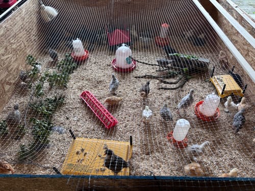 Customer photo review of GrubTerra Hemp Bedding