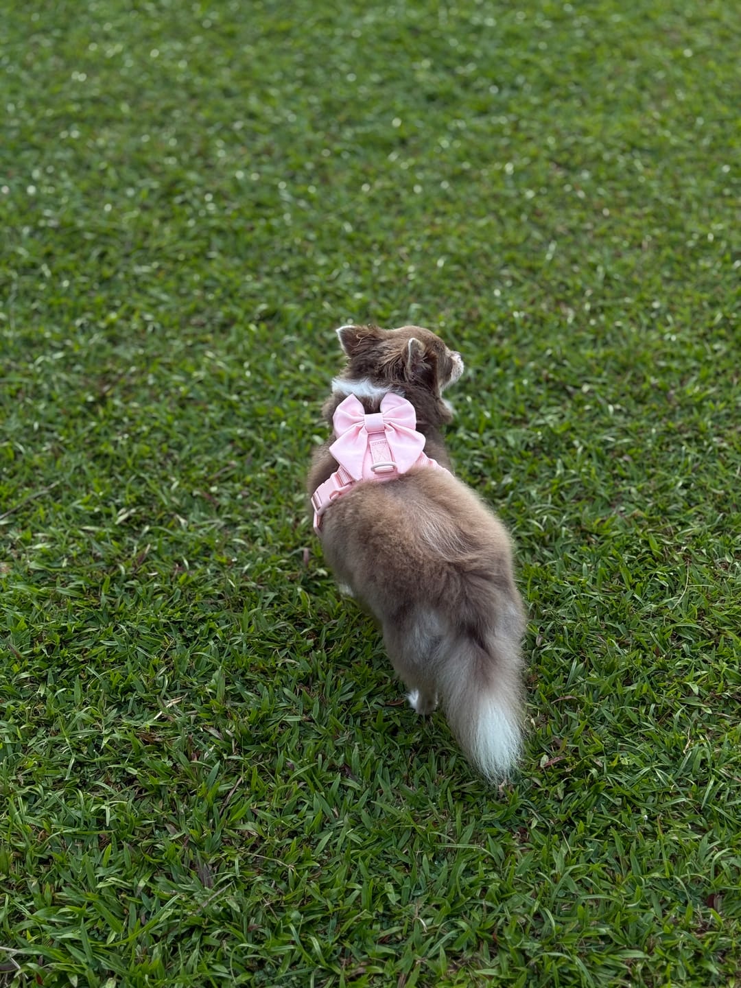 Customer photo review of Wander! Bow Harness Kit Blossom