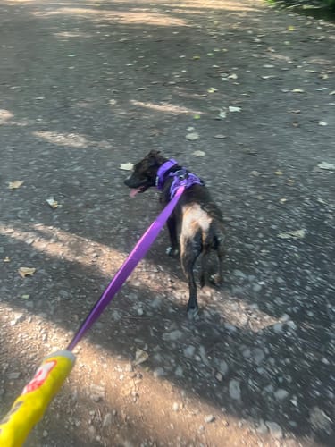 Maria C. review of Anti Pull Hurricane Harness - With Handle - Purple image 1 out of 2