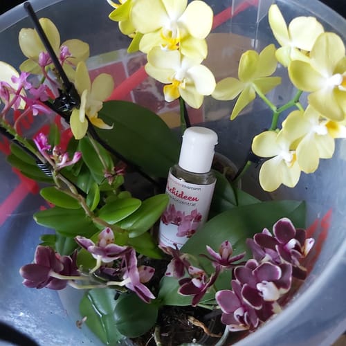 Customer photo review of Orchideendünger in Dosierflasche, hochkonzentriert