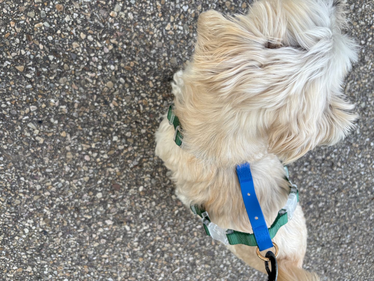 Customer photo review of Moodies Harness