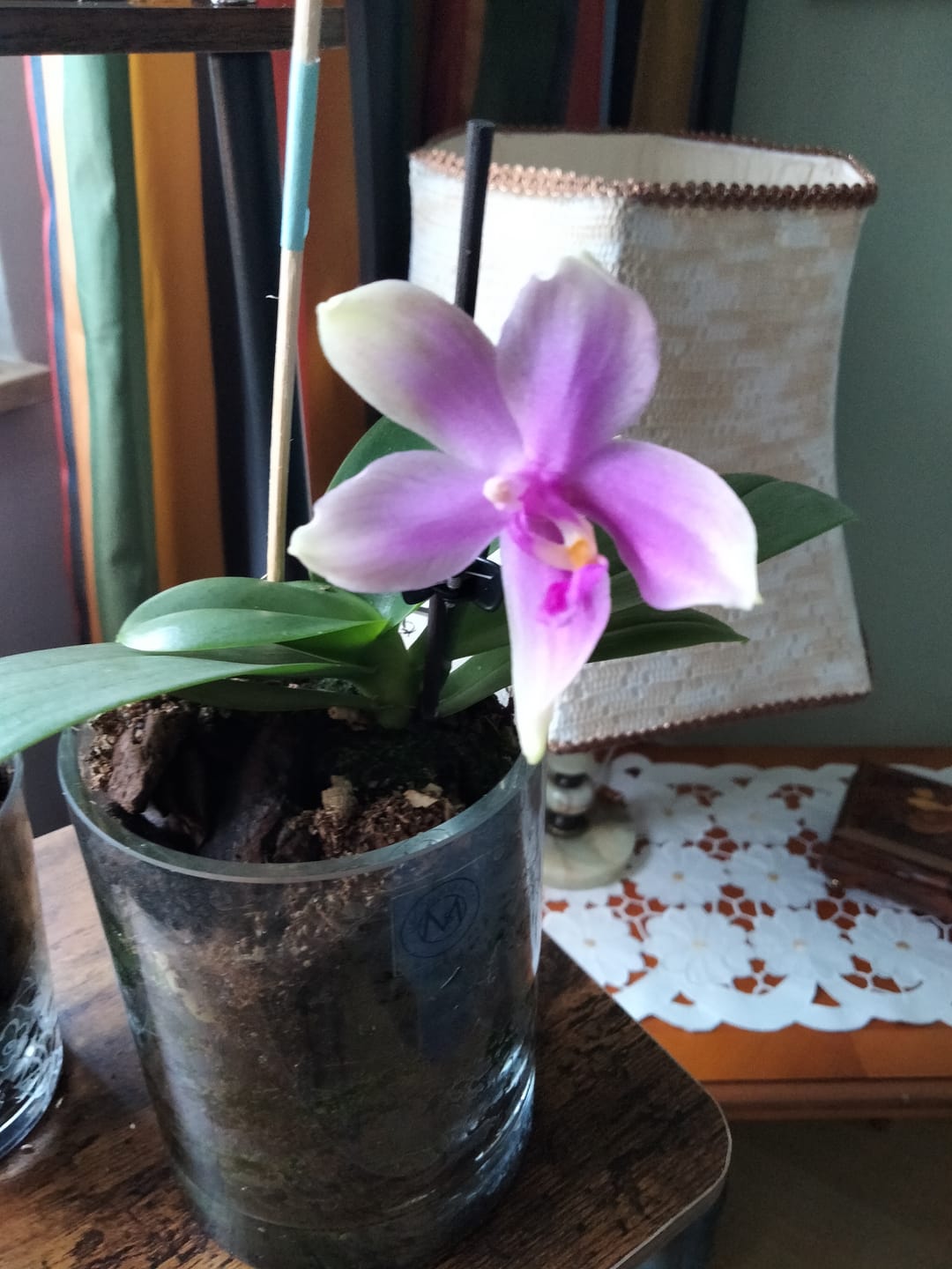 Customer photo review of Duftorchidee Love Potion mit lila Blüten und 1 Rispe