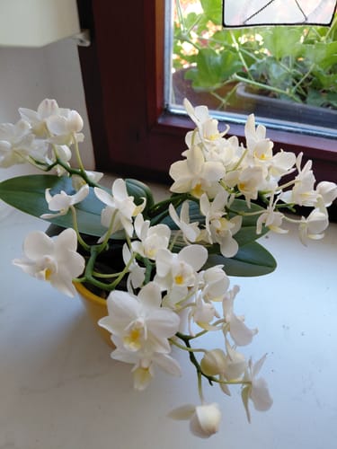 Customer photo review of Bonsaiorchidee Nazare mit weißen Blüten und 5+ Rispen