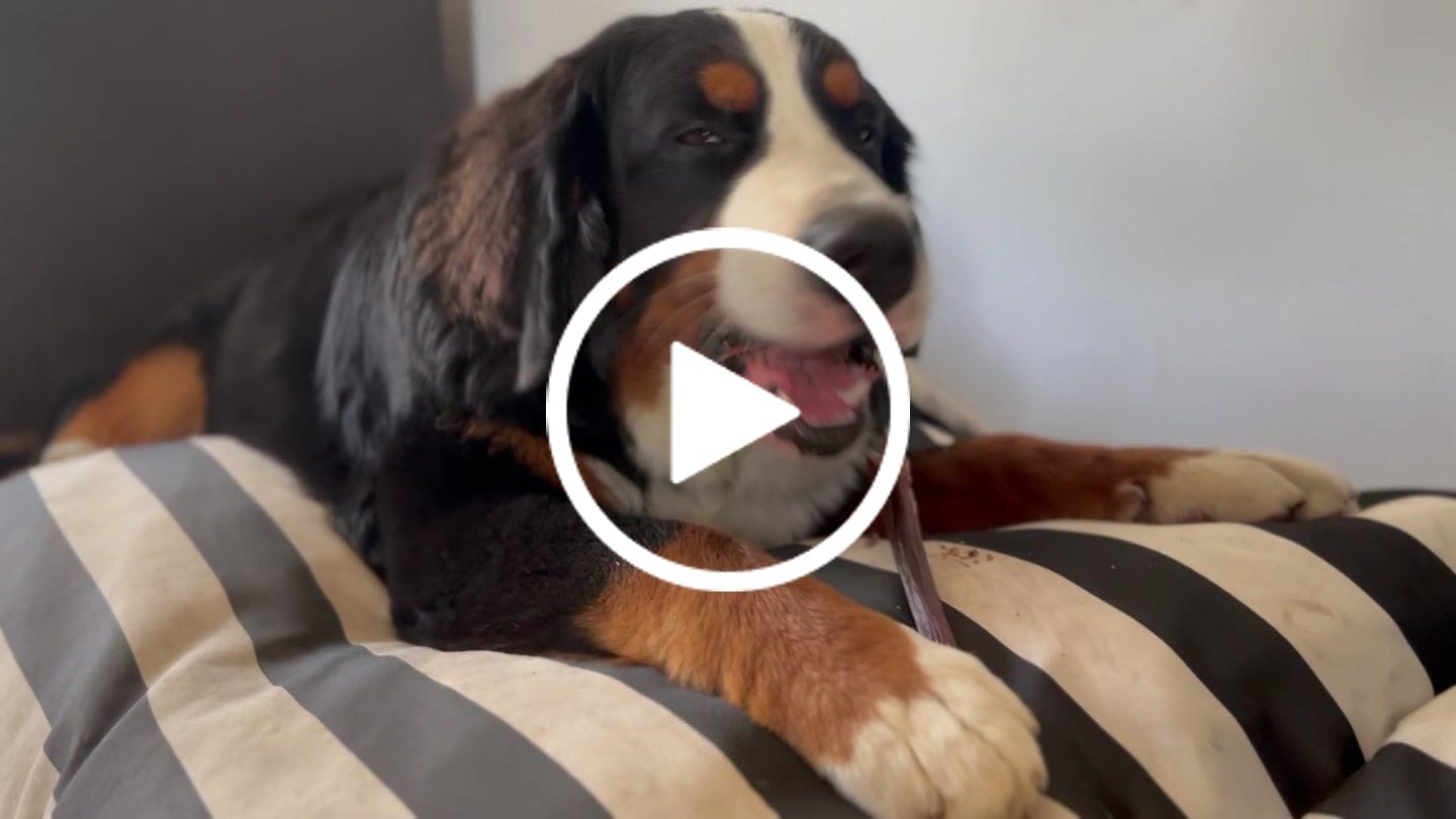 Customer video review of 12 Inch Beef Jerky Stick