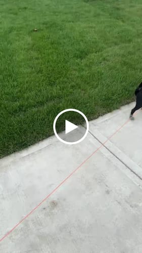 Customer video review of WagWellies® Mojave