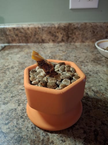 Customer photo review of FreezCup - Long-Lasting Chew Fun