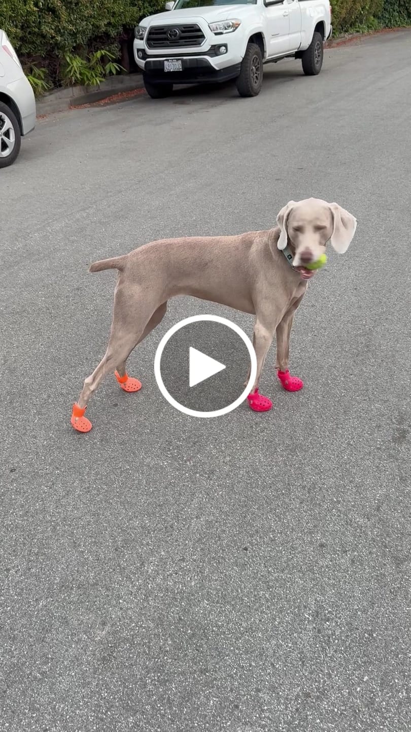 Customer video review of WagWellies® Mojave Neon Orange