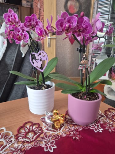 Customer photo review of Table Dance Aliyah Spots mit rosa-violett-gefleckten Blüten und 2 Rispen