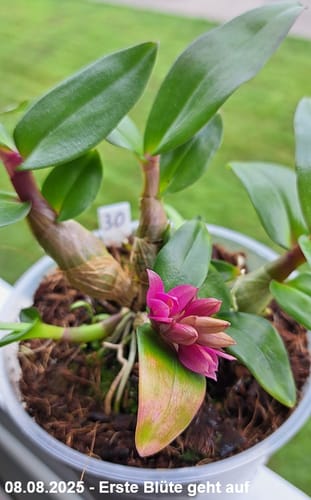 Customer photo review of Dendrobium Hibiki mit pinken Blüten