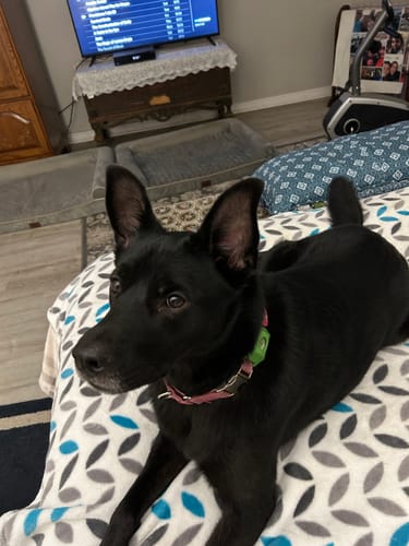 Customer photo review of FurLife™ - 12 Months Flea and Tick Tags for Dogs