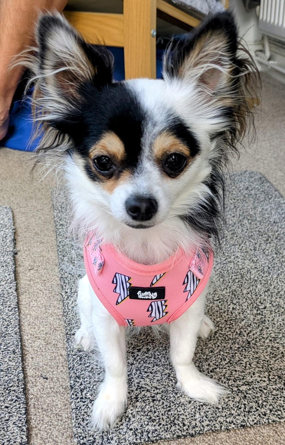 Customer photo review of Adjustable Dog Harness - Lightning Zoomies